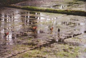 Chickens in a paddy, Northern Vietnam. © Hussain Aga Khan