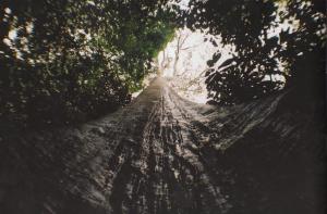 Gigantic Tree, Taman Negara, Malaysia. © Hussain Aga Khan
