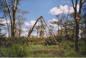 Landscape, Tanzania. © Hussain Aga Khan