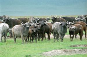 Tanzania, 2006. Photo  © Hussain Aga Khan
