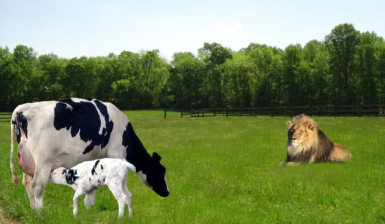 Lion, Cow and Calf The Lion offers to be the protector of the Cow and her Calf. Photo composed by Nurin Merchant, Ottawa