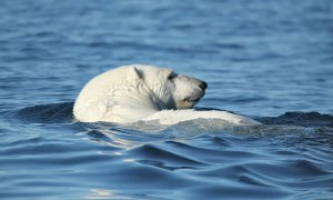 The King of the Arctic