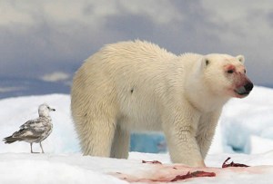 Polar Bear and a fearless bird