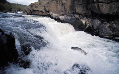 I am a fish of the briny deep "I am a fish of the briny deep, Ah Love, hast Thou to succour me"