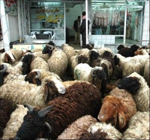 The slaughter of the sheep The slaughter of the sheep