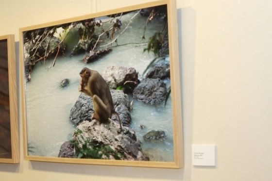 Monkey by Stream Monkey by Stream