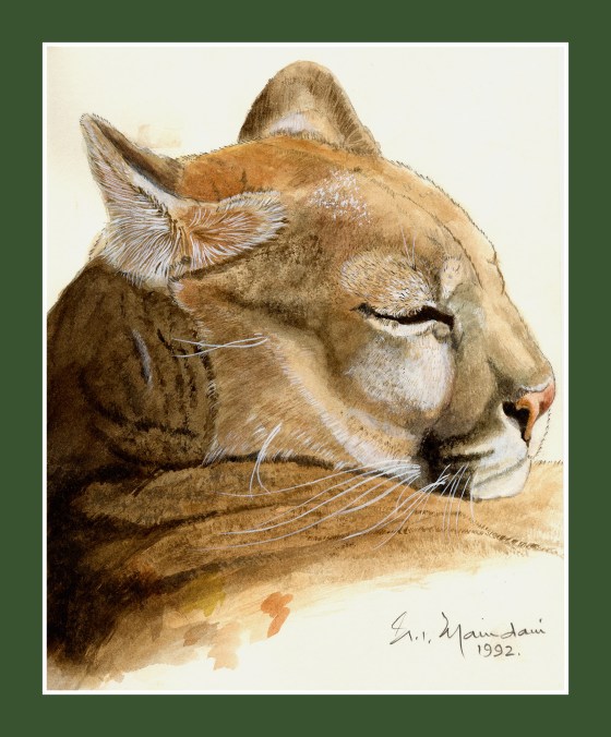Nazmu Mamdani Dozing Cougar