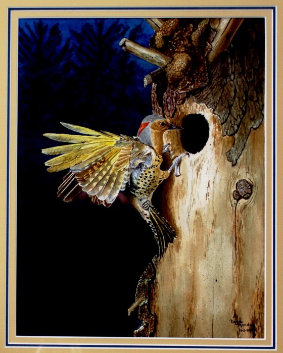 Nazmu Mamdani Yellow shafted Flicker