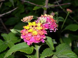 Ismaili Centre Lisbon garden