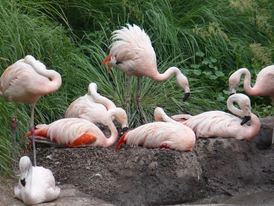 Flamingos at the Tracy Aviary