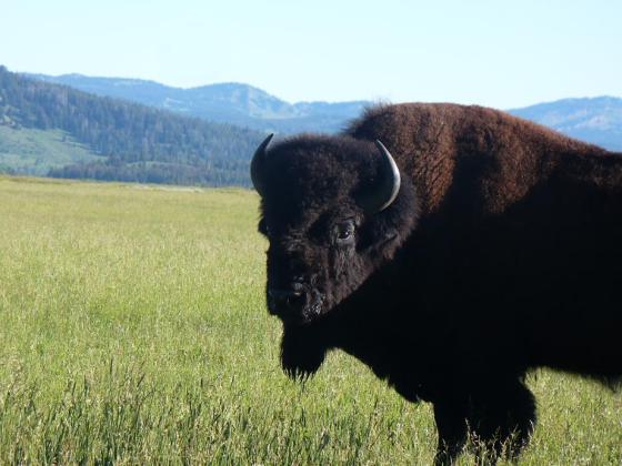 Bison, Grand Teton National Park