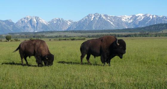 A bison pair, Grand Teton National Park