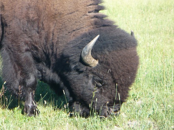 Bison at Elk Ranch, Grand Teton National Park