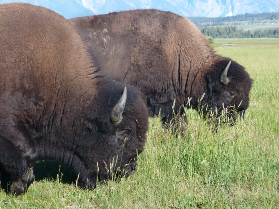 Bison, Elk Ranch, Grand Teton National Park