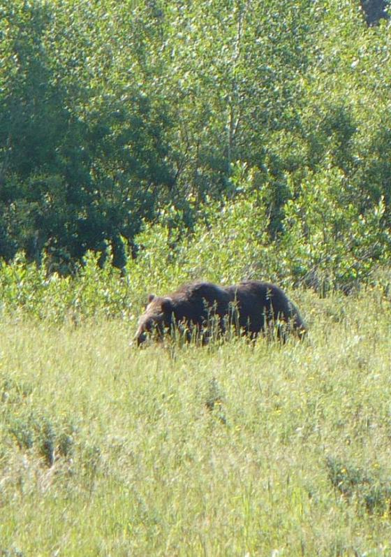 Grizzly at Grand Teton National Park
