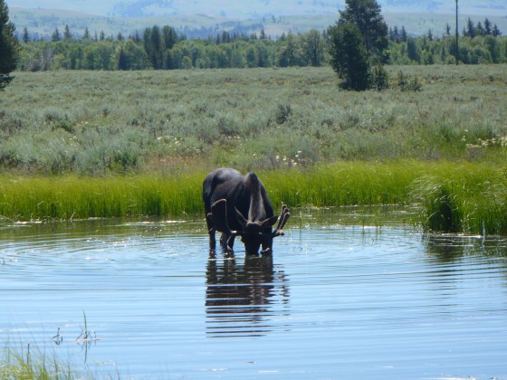 Moose at 'moose pond' Grand Teton National Park