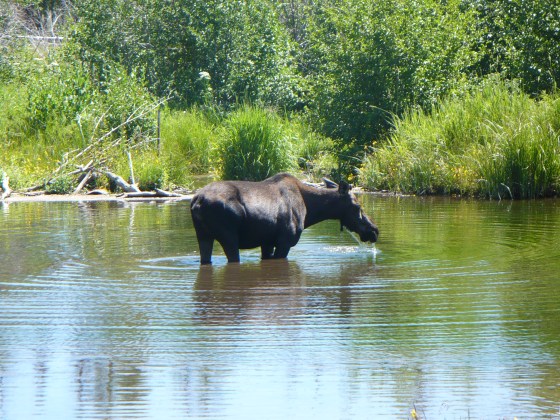 Moose at ‘moose pond' on the Moose-Wilson Road, Grand Teton National Park