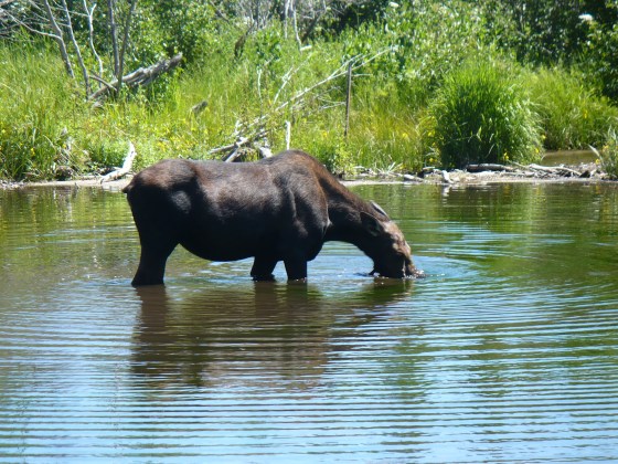 Female moose at the 'moose pond' on the Moose-Wilson Road, Grand Teton National Park