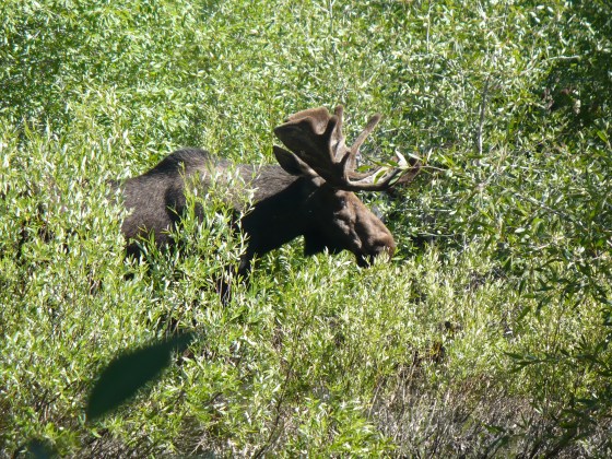 Moose near Pilgrim Creek, Grand Teton National Park.