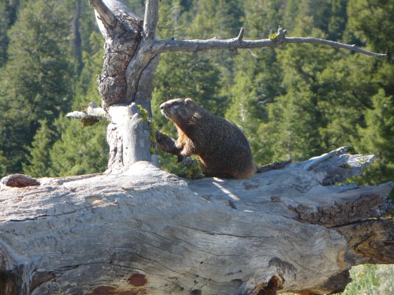 A marmot at the Grand Teton National Park