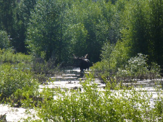 Moose at pond near Pilgrim Creek moving in our direction. Grand Teton National Park.