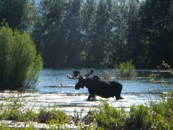 Moose crossing pond near Pilgrim Creek, Grand Teton National Park