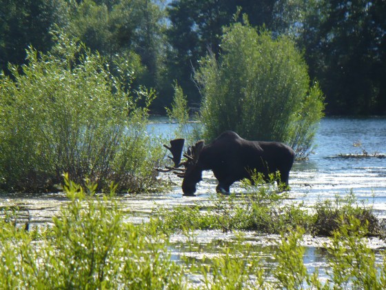 Moose crossing pond near Pilgrim Creek, Grand Teton National Park