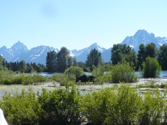 Moose, crossing pond near Pilgrim Creek, Grand Teton National Park