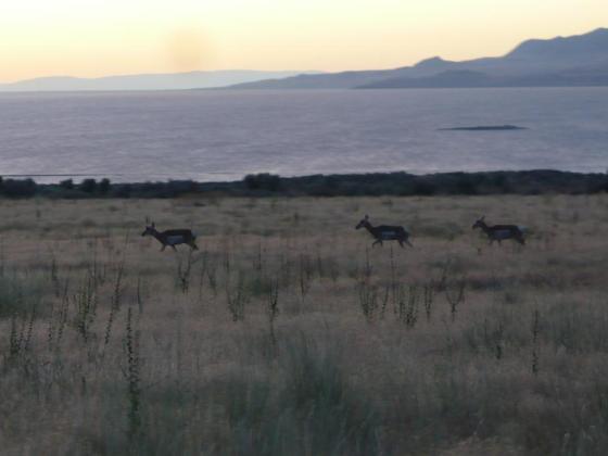 Antelope Island Wildlife