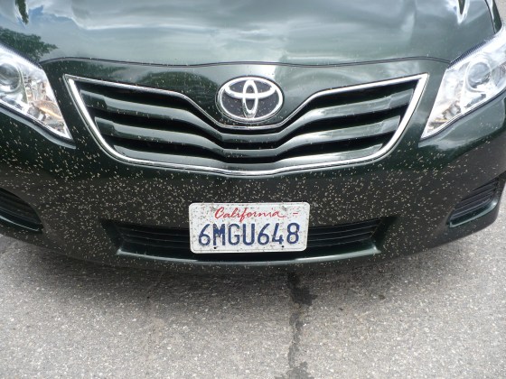 Insect covered Camry after Great Salt Lake Visit
