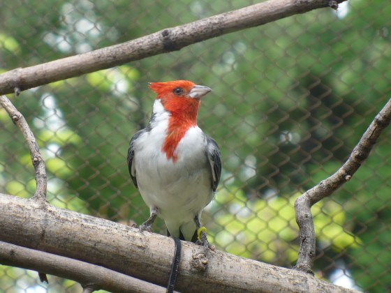 Red Crested Cardinal at Tracy Aviary