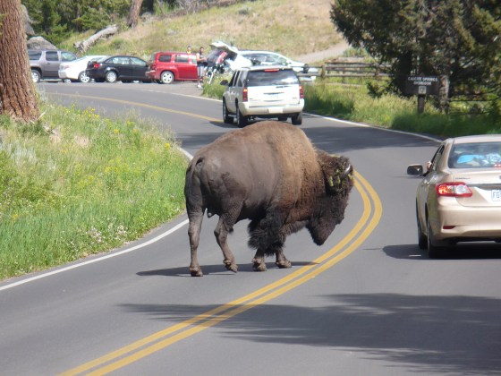 Yellowstone National Park