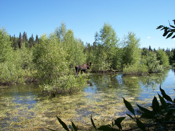 Moose, Grand Teton National Park
