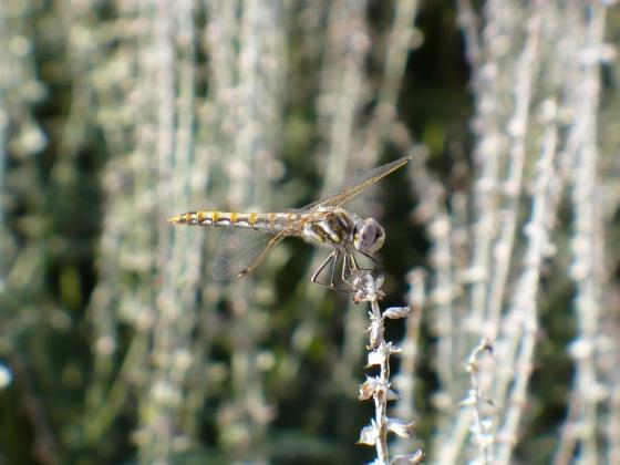 Dragonfly at the Utah State Capitol