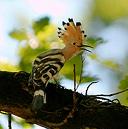 Hoopoe