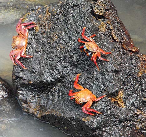 Crabs add color to the black lava backdrop of Galapagos' beaches.