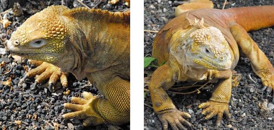 Iguanas at Galapagos