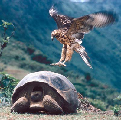 tortoises are the iconic Galapagos creature