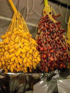 Dates in season - Salamiyya, Syria