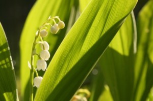 Lily of the vallley. Istockphoto. Copyright.