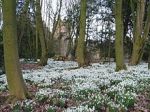 Bank_Hall_Snowdrops