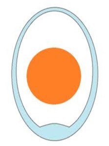 Figure 5: Anatomy of an egg.