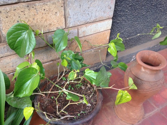 Paan Vine. Photo: Shariffa Keshavjee.