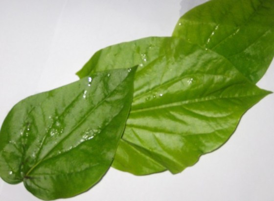 Paan Leaves. Photo: Shariffa Keshavjee.