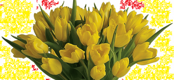 Yellow Tulips - Hope amidst Tragedy