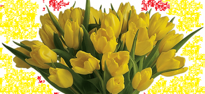 Yellow Tulips - Hope amidst Tragedy