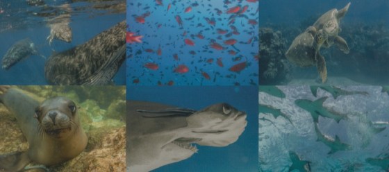 Back Cover Photos Diving Into Wildlife by Hussain Aga Khan