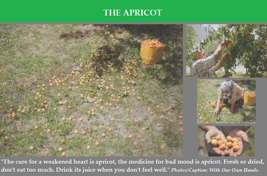 with-our-own-hands-apricots-photos-and-caption