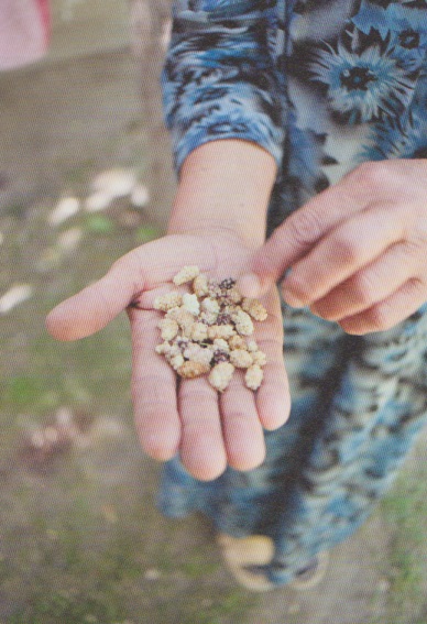 Bedona mulberries. Some of the berries have pink or purple streaks. Photo: 