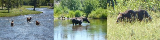 A peaceful landscape featuring three images: the left image shows two deer wading in a stream, the middle image depicts a moose standing in shallow water, and the right image captures a grizzly bear in a grassy area.